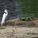 강변닭오리