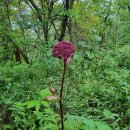 필례산장 이미지