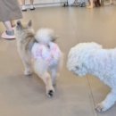 다시사랑받개 이미지