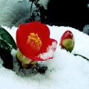 푼다리카 이미지