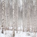 자작나무 이미지