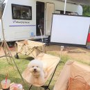 스테이위드독 이미지