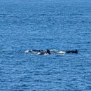 제주돌고래공인중개사사무소 이미지