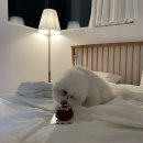 어나더 스위티 이미지