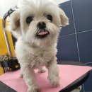 군포애견미용, <b>댕댕이</b>숍에서 <b>우리</b><b>아기</b> 미용했어요 !