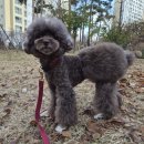 강아지산책 | 강아지 산책신발 일회용 신발 솔직후기