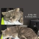 캣앤캣 고양이 병원 이미지