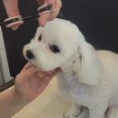 메리몽 펫 그루밍 이미지