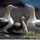 알바트로스(Albatrus)