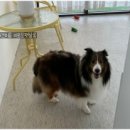 이로운 펫살롱 이미지