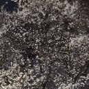 인천대공원 야간 벚꽃구경 이미지