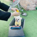 카페루체 이미지