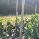 미성농장 이미지