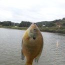 보성강7 이미지