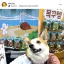 센트퍼피 | 2026부산k-펫페어)부산k- 펫페어후기,부산펫페어,부산펫박람회,부산펫쇼,구매리스트,펫페어 추천리스트