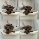 멍무이 쌀롱 이미지