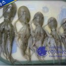 무안갯벌낙지 이미지