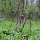 구로-구로-구로-1578 | ■ 패모