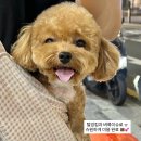 부산대형견호텔 24시 강아지유치원 목욕 대견하개 서면점 이미지