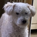 송현동 강아지 이미지