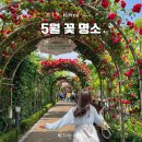 중랑천변 선형공원 | 5월 서울 경기 가볼만한 곳 (장미, 수레국화, 데이지)