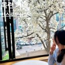 중화동-111 | 목련 명소 카페 빈스로드 상봉 만개 실시간 3.27 방문