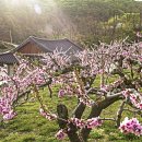 복사꽃피는마을 이미지