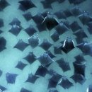 아싸가오리 이미지