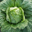 고향보쌈 이미지