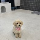 독앤바버(DOG&BARBER) 이미지