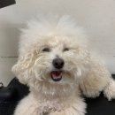 헬로디테일링 | 파주애견미용 5MM 스포팅 산내마을 가람마을 헬로퍼피!