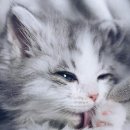큰둥이