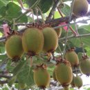 일진농장 이미지