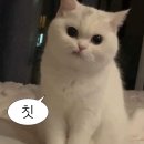 (주)에이븐게임 | 도파민 러버의 이상형 입양한 서울 외모승인제 파티 "설레임파티" 솔직 후기