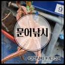군산바다낚시 문어낚시 선상낚시 군산비응도 배낚시 후기