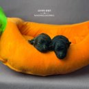 토이 켄넬 이미지