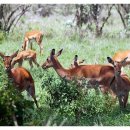 진사슴농장 이미지