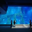 월드 | [잠실] 롯데월드 아쿠아리움 후기(할인, 벨루가, 상어)