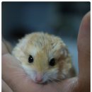 춘향과 몽룡 이미지