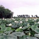 서동요 촬영지 이미지