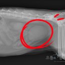 으뜸원동물병원 이미지