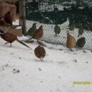 영하농장 이미지