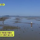 대호어패류