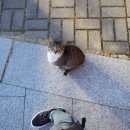 양떡음떡마을 이미지