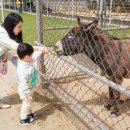 강릉 쌍둥이 동물농장 네이버블로그