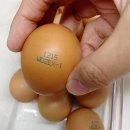 청솔원 | 초란이란? 먹어본 솔직 후기