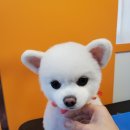 커몽커몽펫 이미지