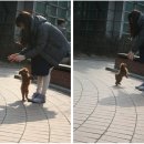 나나리펫하우스 이미지