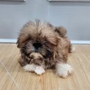 세븐일레븐 음성 시티프라디움 이미지