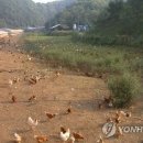 행복한 농장 이미지